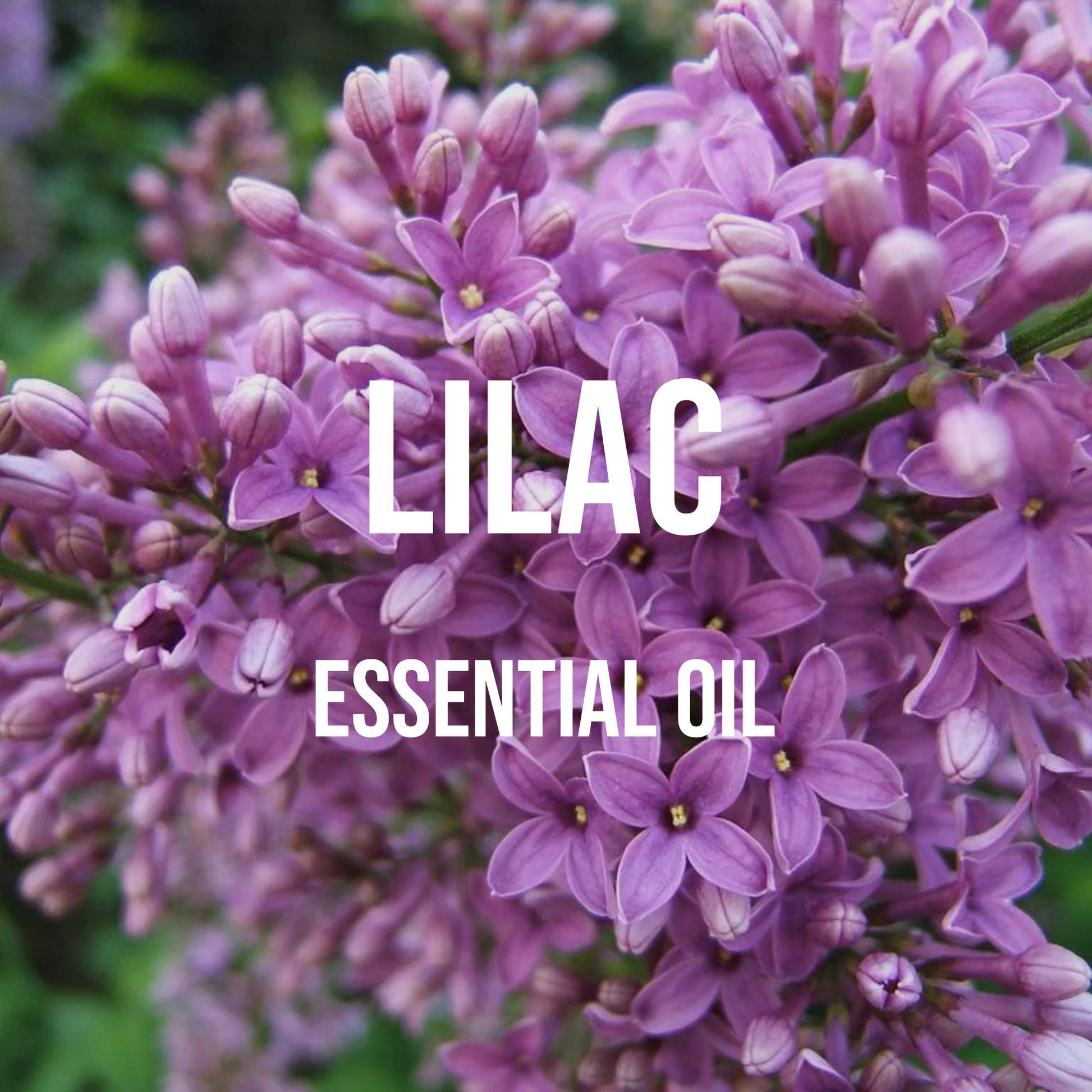 Lilac Essential Oil Premium Gr – обзор и цена Candle Supplies Essential Oils